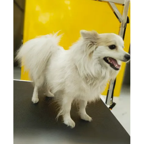Spitz before grooming